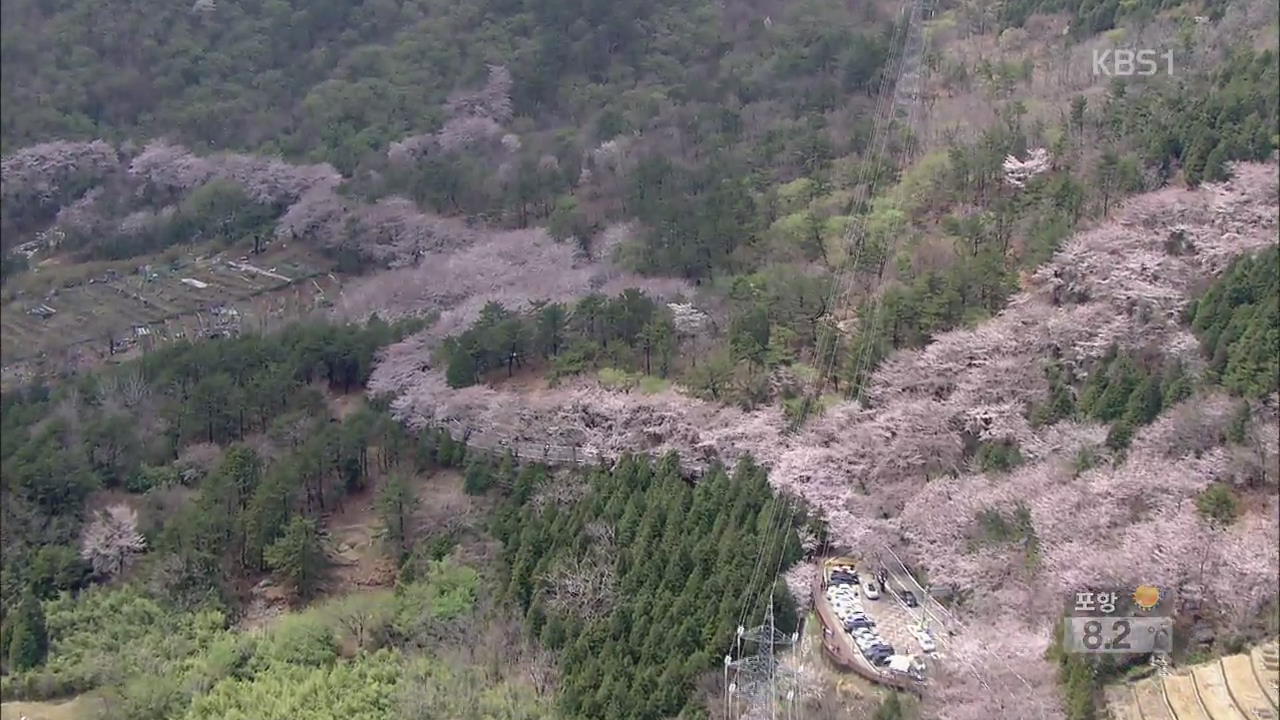 상춘 인파 전국 곳곳 북적…도로 몸살