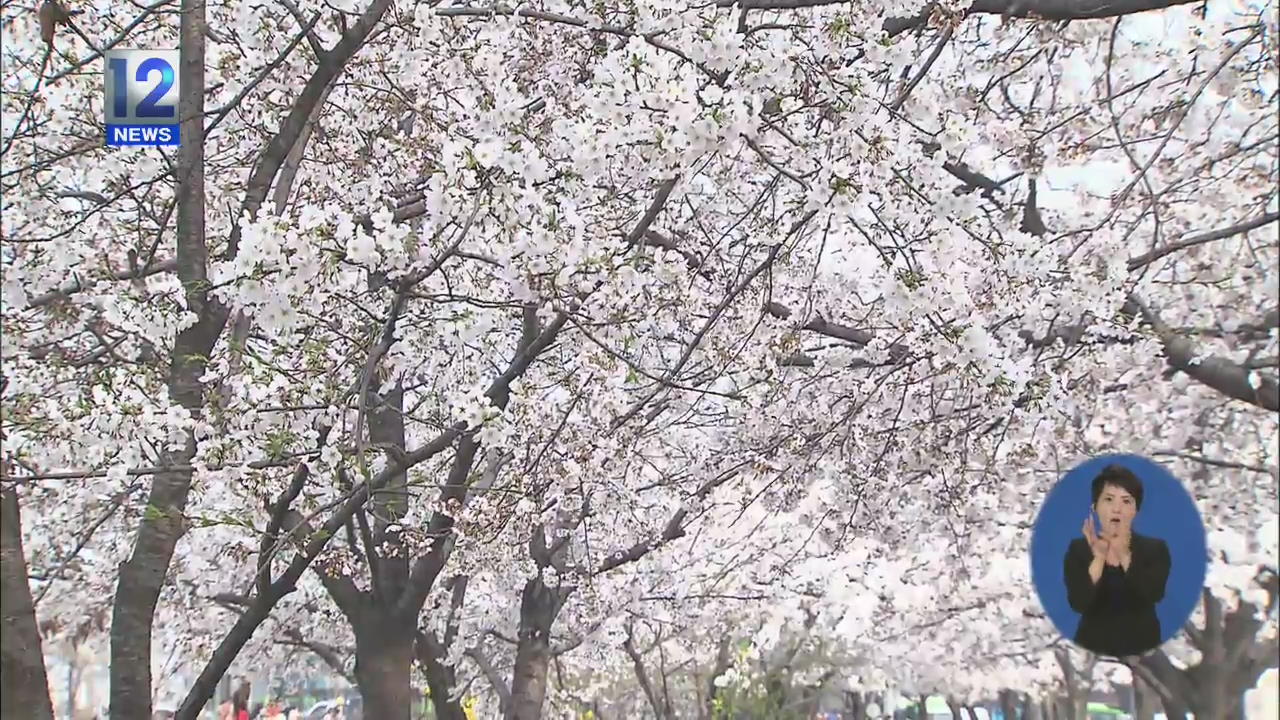 예년보다 2주 빠른 벚꽃 개화…이유는?
