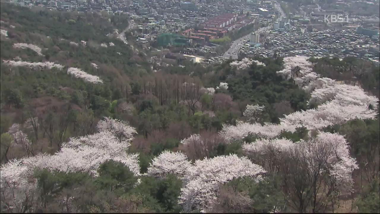 [뉴스광장 영상] 하늘에서 본 봄꽃