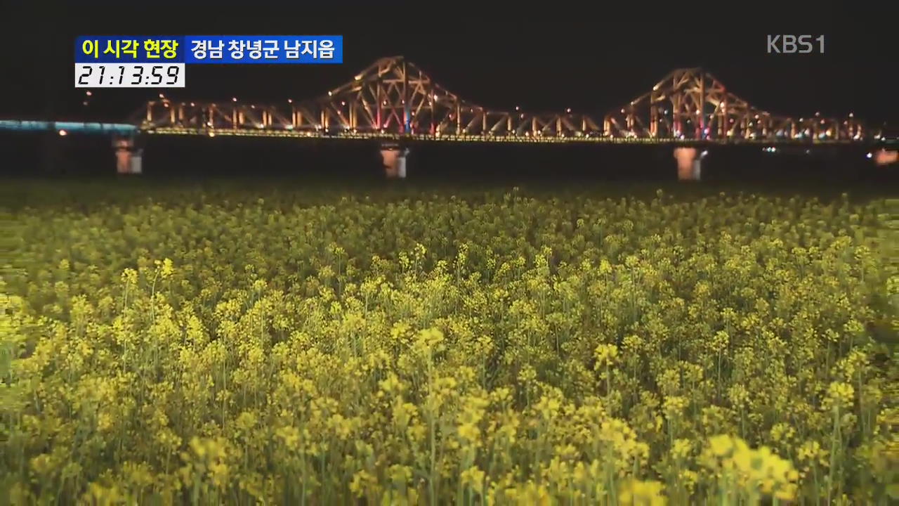 [이 시각 현장] 개막 사흘 앞둔 낙동강유채축제