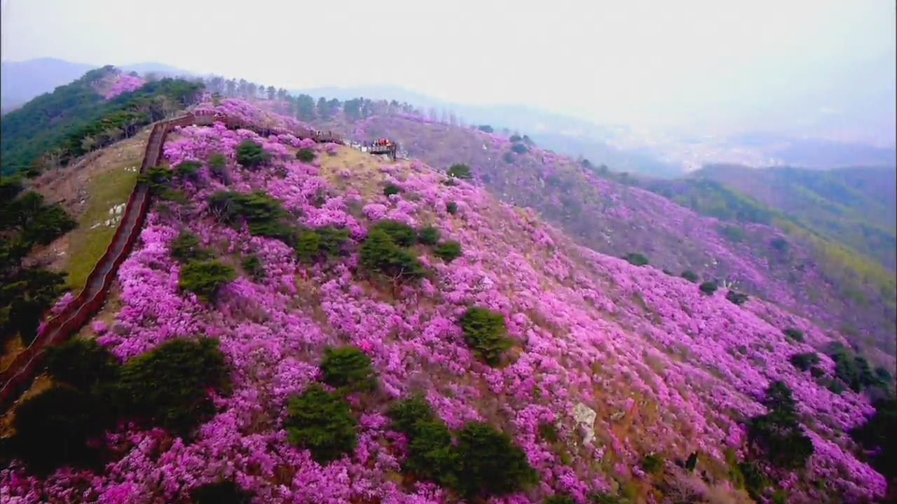 ‘분홍물결’ 진달래꽃 