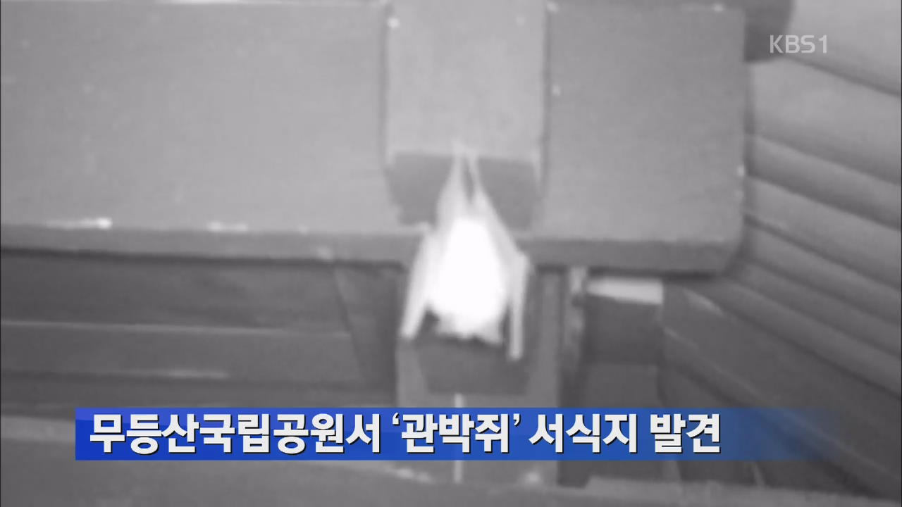 무등산국립공원서 ‘관박쥐’ 서식지 발견