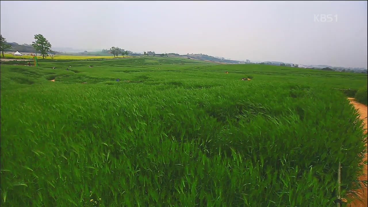 [뉴스광장 영상] ‘초록 물결’ 청보리밭