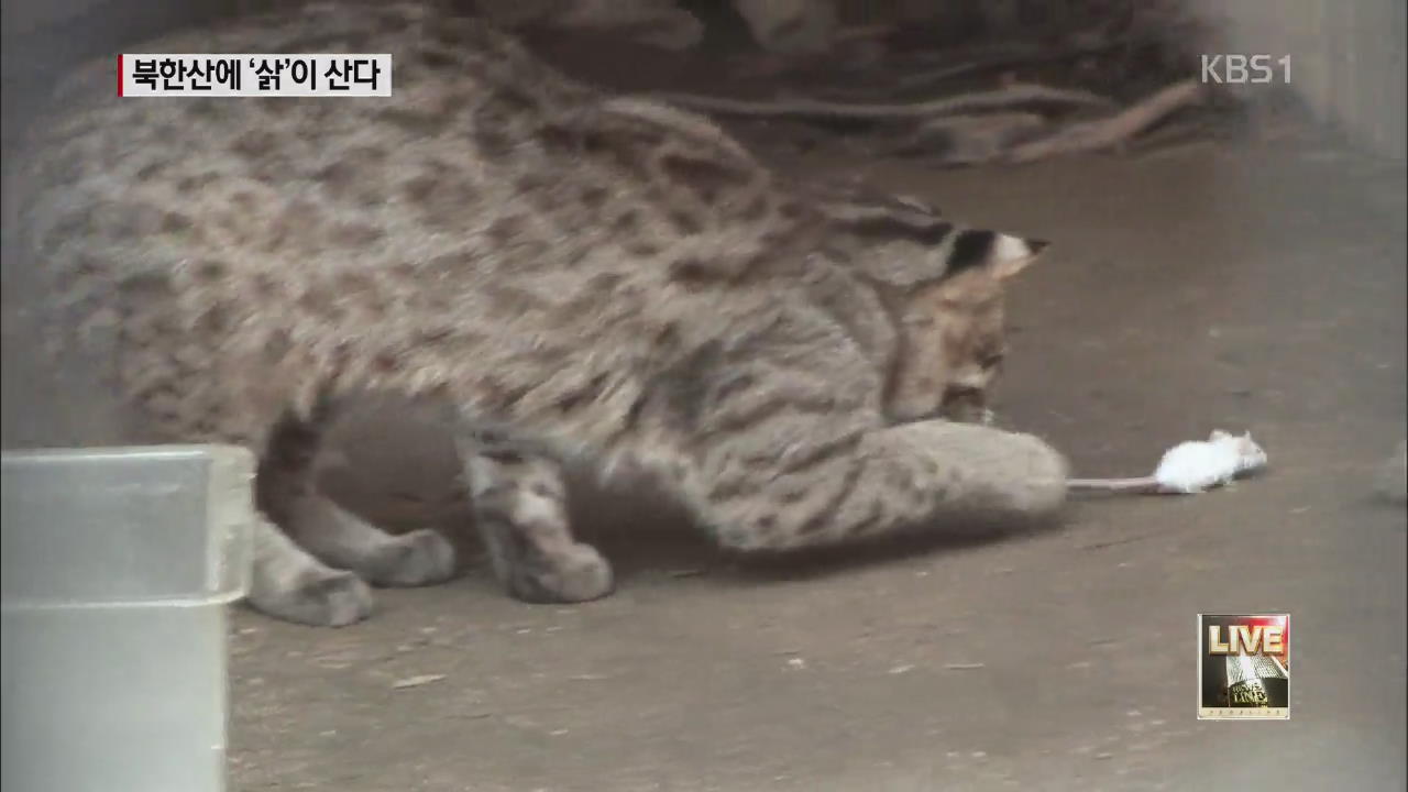 멸종 위기 ‘삵’ 북한산에서 첫 발견