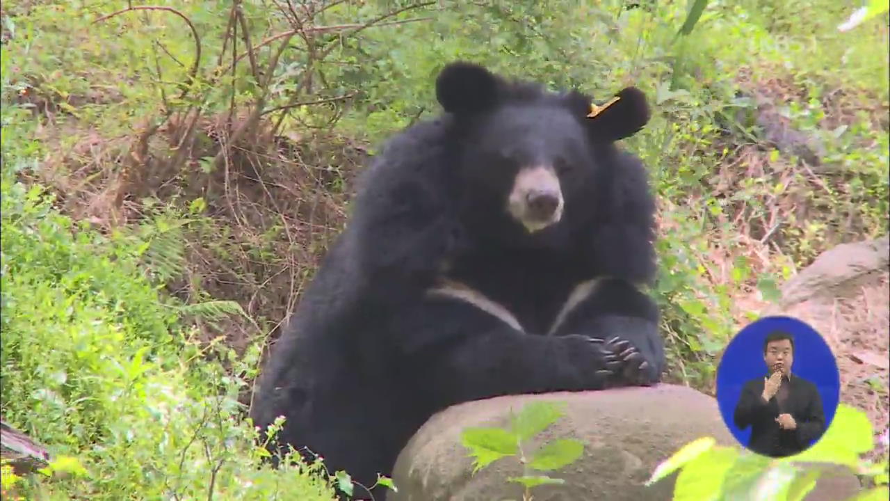 지리산 ‘출입금지 샛길’…반달가슴곰 만나면 위험