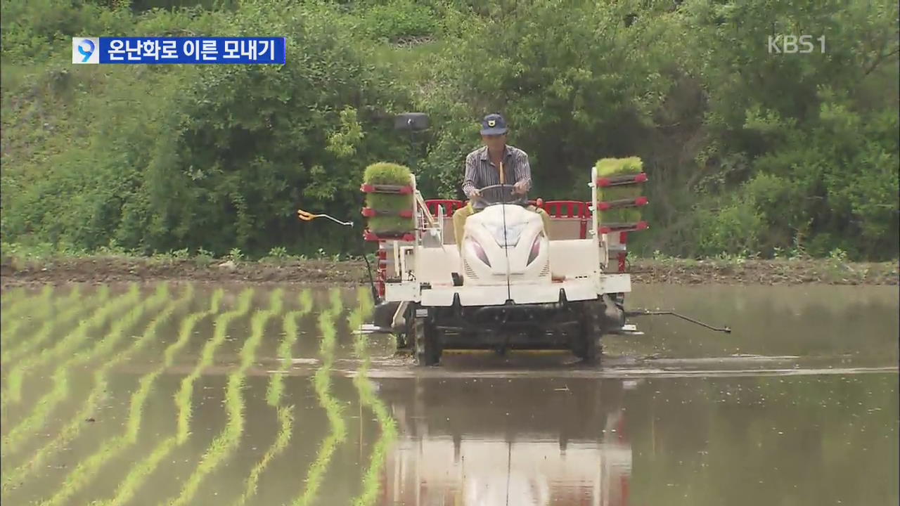 지구 온난화 영향으로 3월 ‘이른 모내기’