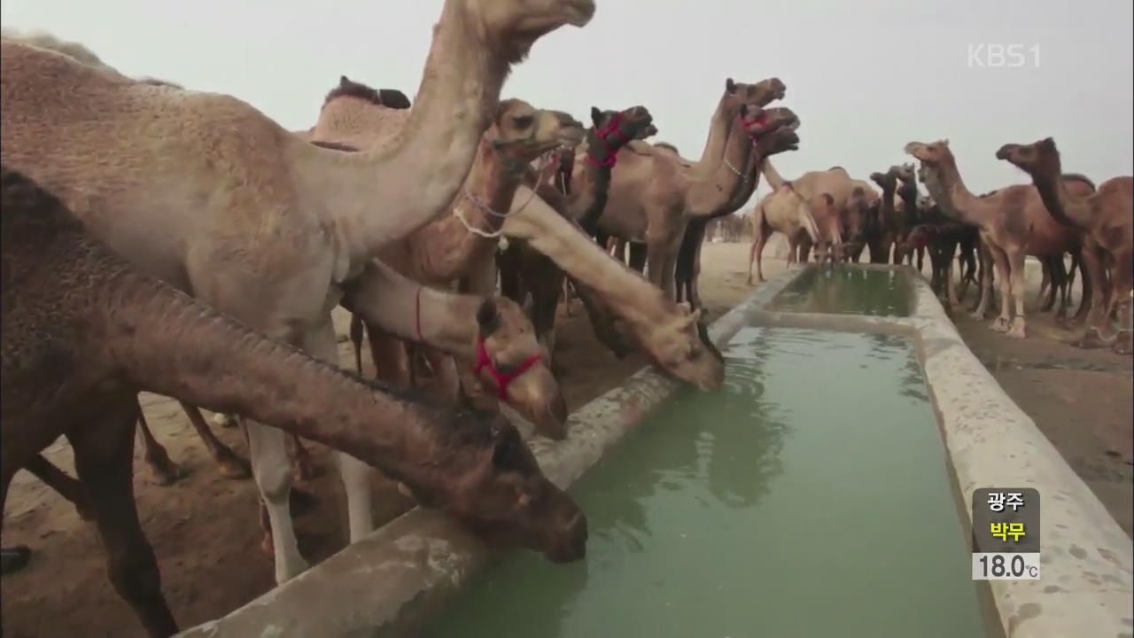 사우디 당국, 모든 낙타 ‘메르스’ 전수 조사