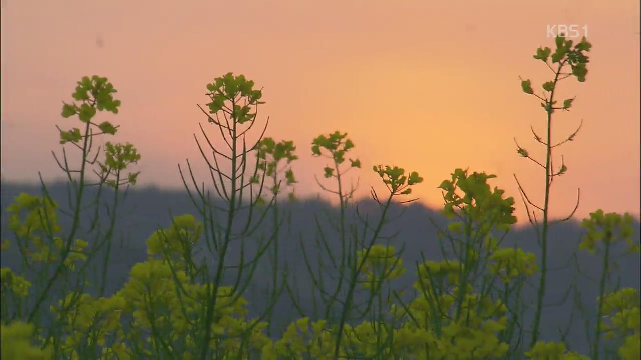 [뉴스광장 영상] 유채꽃 그리던 날