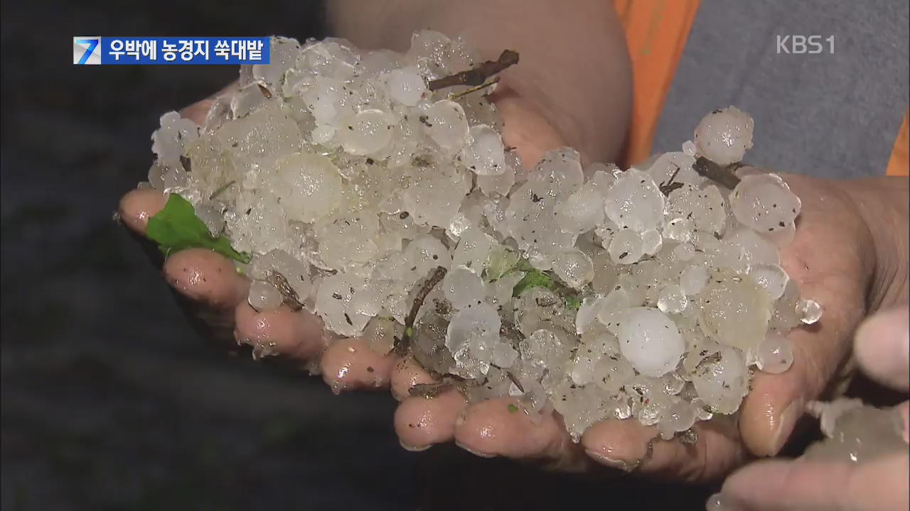 소나기에 우박까지…농경지 쑥대밭