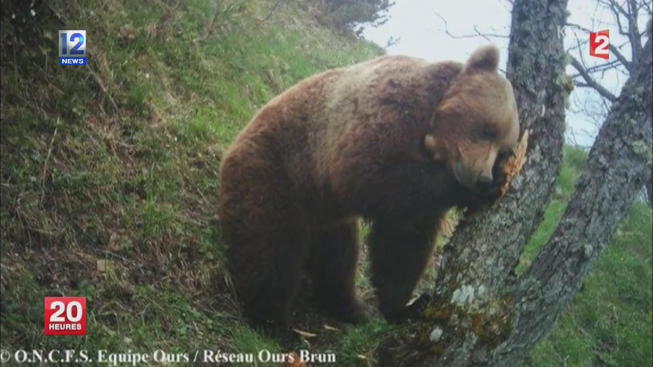 프랑스, 피레네 ‘마스코트 곰’ 추락사