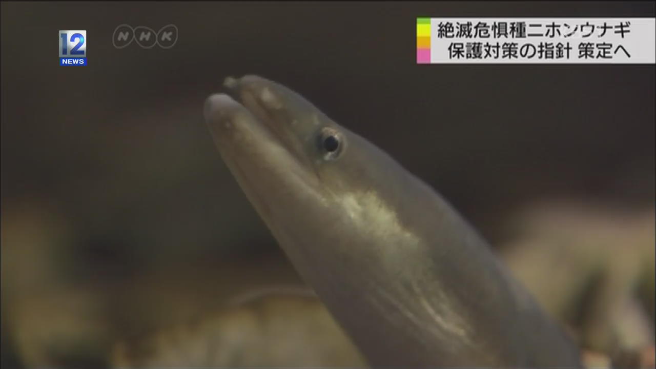 환경성 “일본장어 보호 대책 마련”