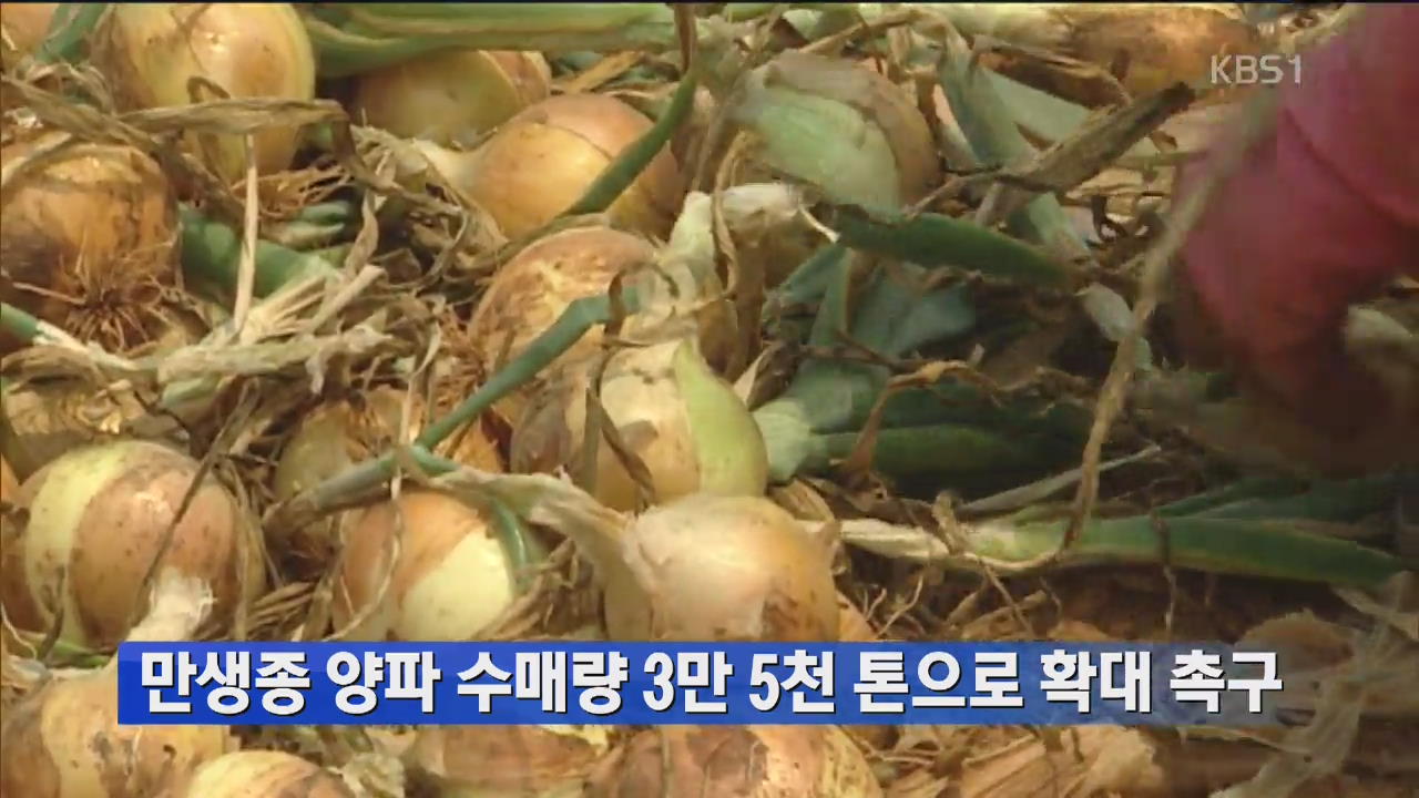만생종 양파 수매량 3만 5천 톤으로 확대 촉구