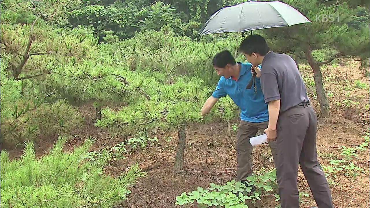 충남 임업농 ‘소나무 특허’ 취득…신품종 개발 경쟁력