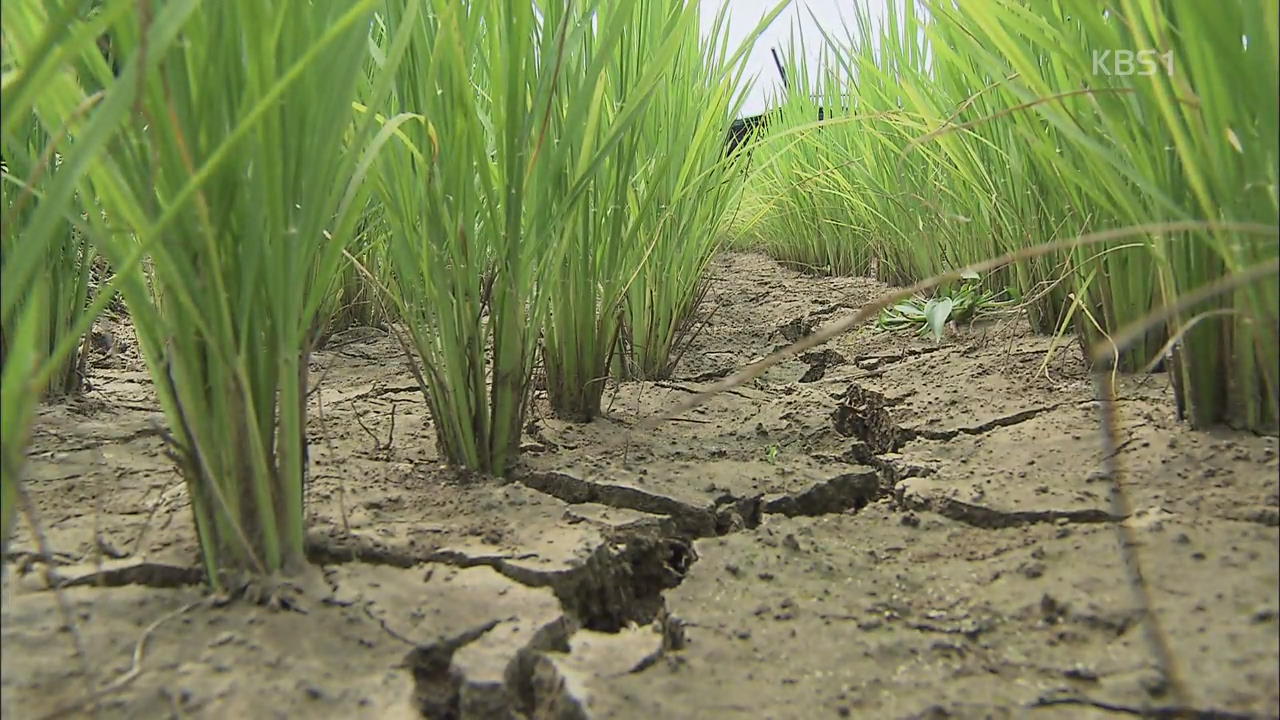 ‘극심한 가뭄’에 농민들 물과의 사투