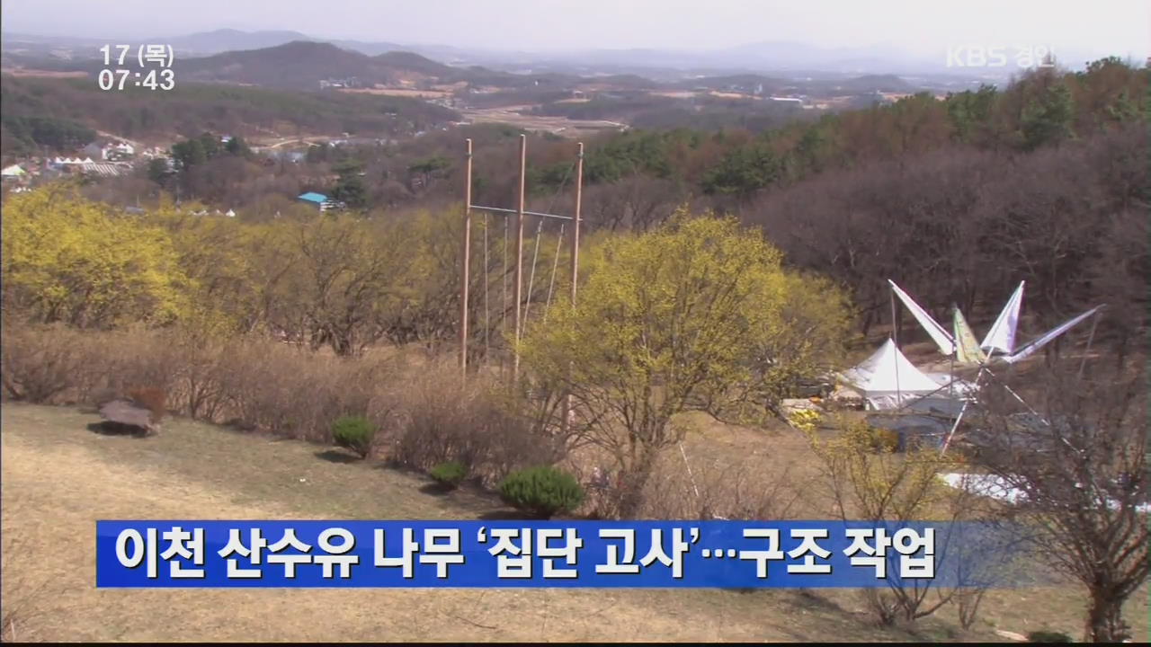 이천 산수유 나무 ‘집단 고사’…구조작업