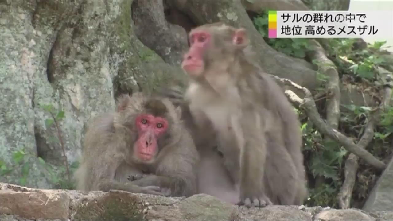 일본, ‘암컷 원숭이’의 고군분투