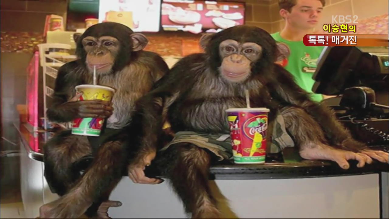 [톡톡! 매거진] 침팬지들의 영화 관람 나들이 외