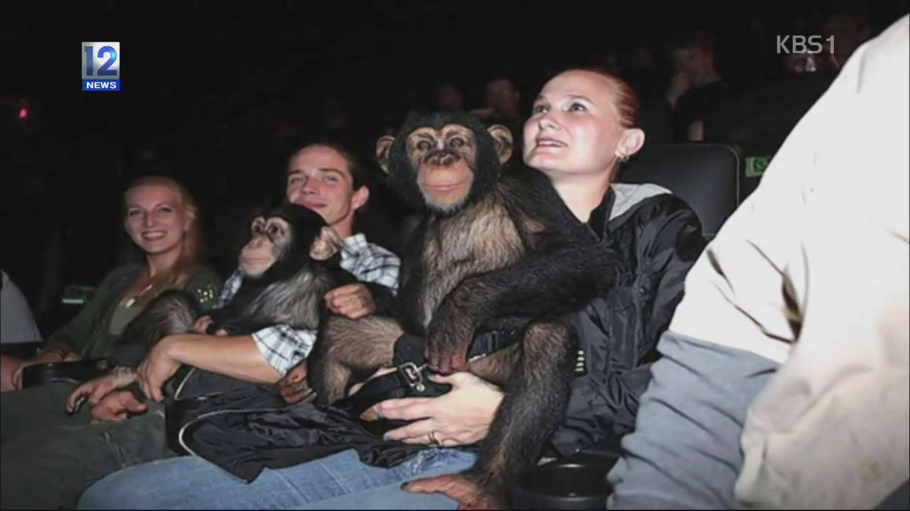 [톡톡! 매거진] 침팬지들의 영화 관람 나들이 외