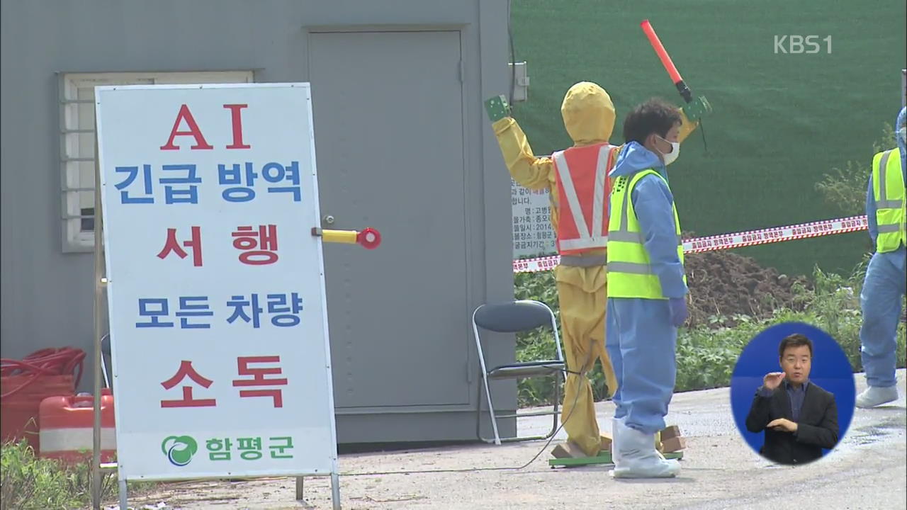 함평 오리농장 AI 확진…4만여 마리 매몰 처분