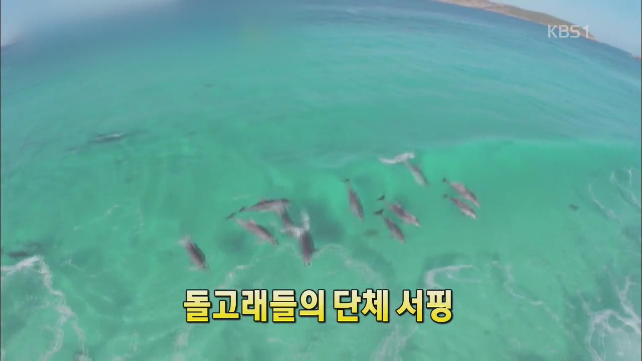 [세상의 창] 돌고래들의 단체 서핑 외