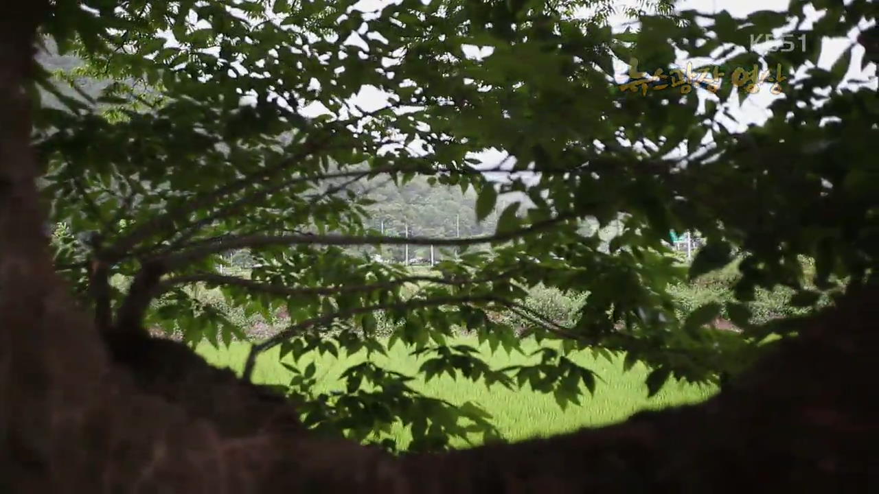[뉴스광장 영상] 원정리 느티나무