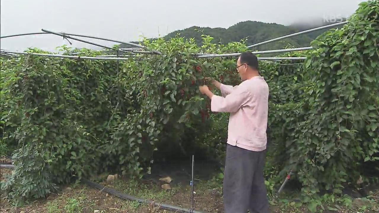 경남 거창 소규모 농가, 가공지원센터 추진