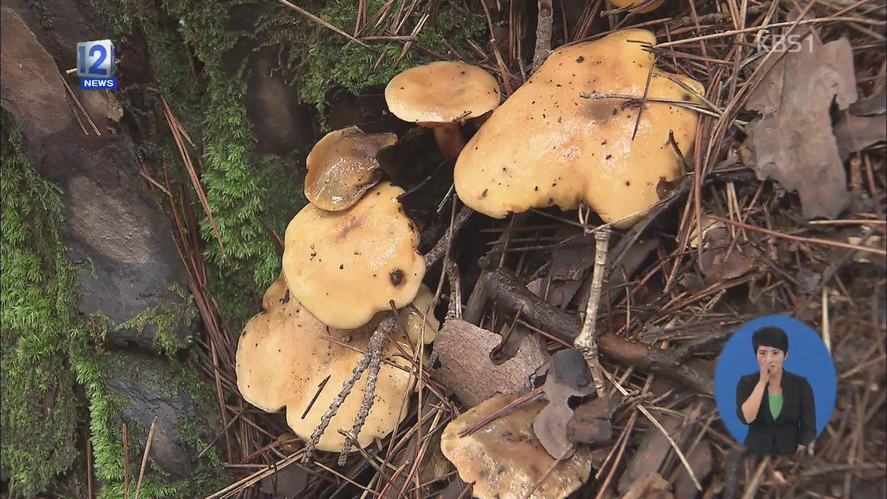 잦은 비에 산중 야생 버섯 ‘화려한 향연’