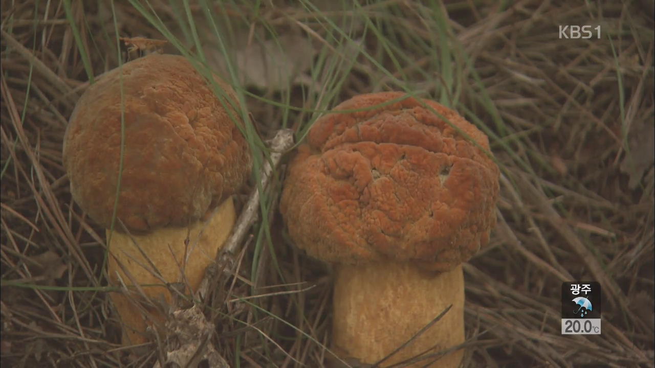 야생 버섯 잘못 먹었다간 독버섯…‘위험천만’