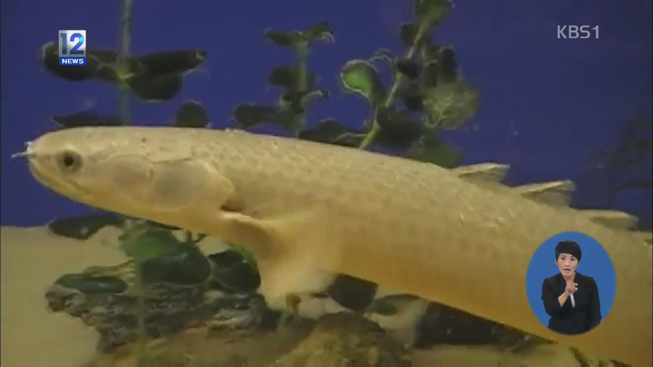 ‘땅에서 걷는 물고기’…진화 과정 규명되나?