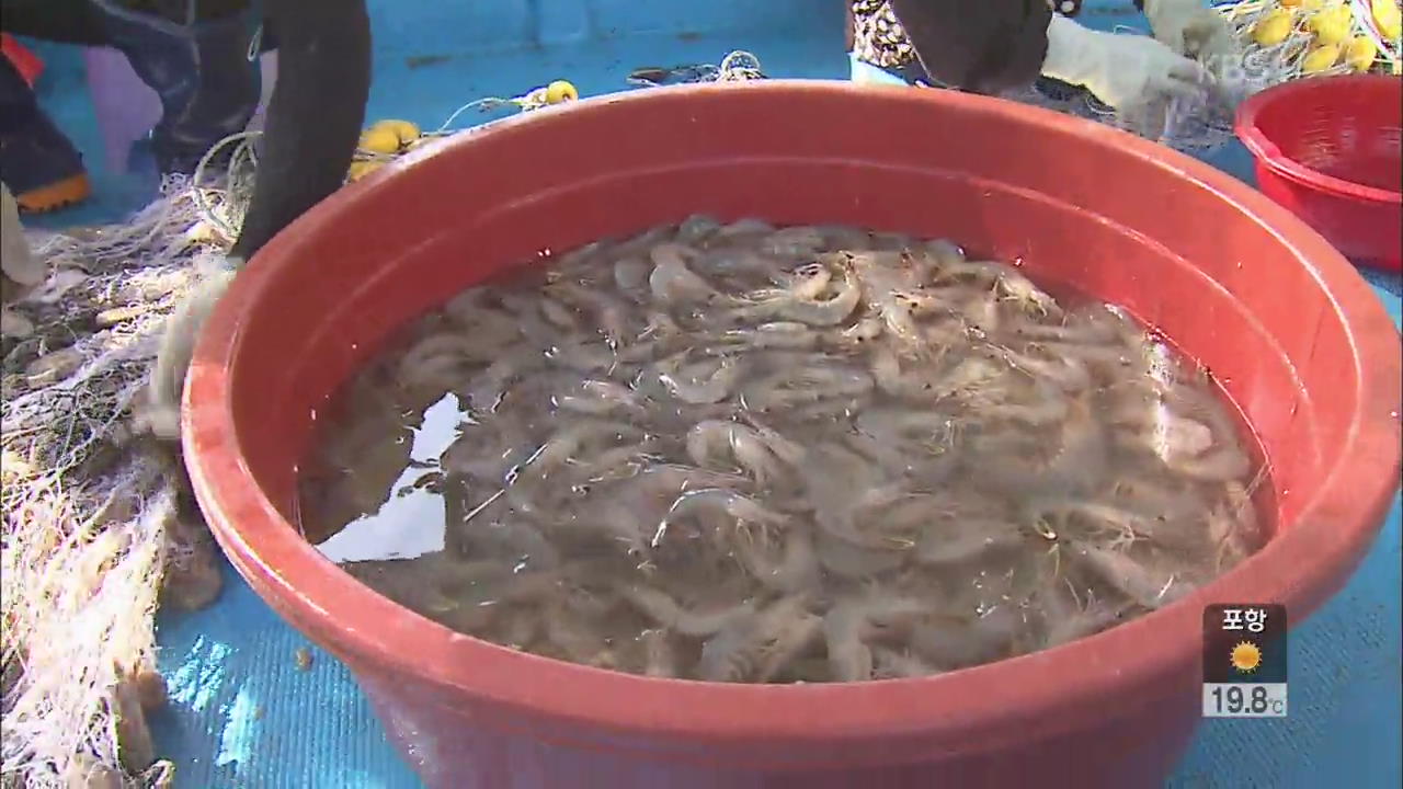 살 통통히 오른 가을 ‘대하’ 풍년…축제 잇따라