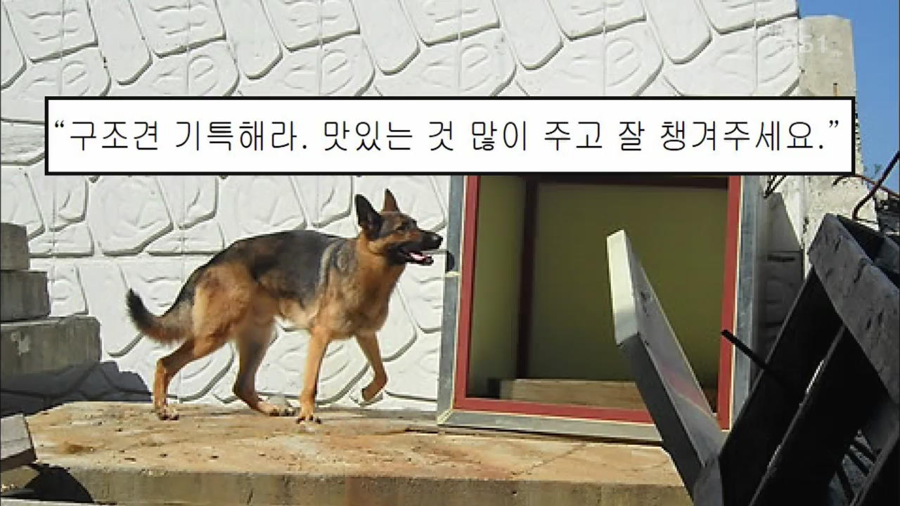 [인터넷 광장] 소방 인명 구조견, 치매 할머니 구조 외