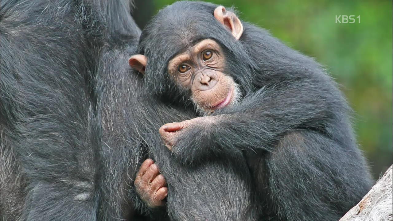 [인터넷 광장] 침팬지 사회에도 ‘베이비시터’ 있어