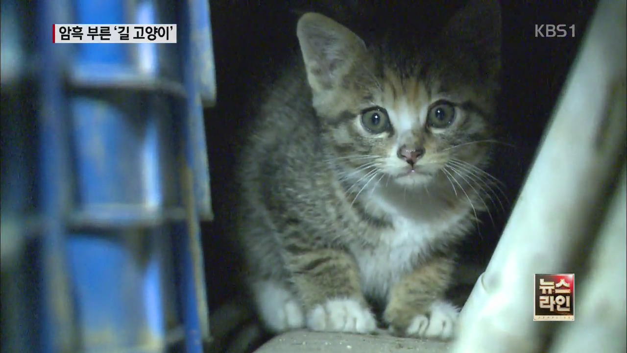 온 동네 정전 ‘깜깜’…고양이 한 마리 때문에