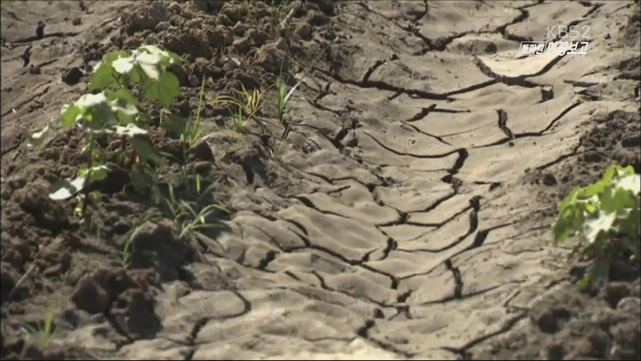 [월드 리포트] ‘최악의 가뭄’ 목 타는 캘리포니아