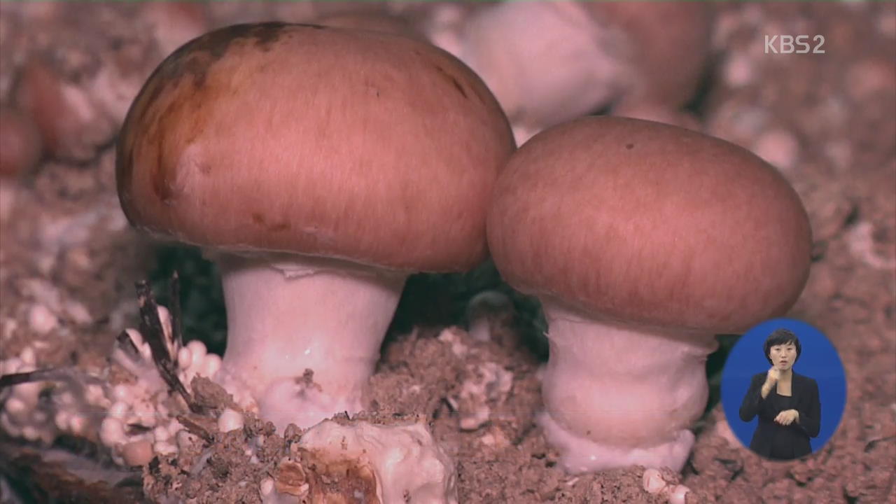 [지구촌 이모저모] 프랑스 동굴 버섯 재배 방식 부활