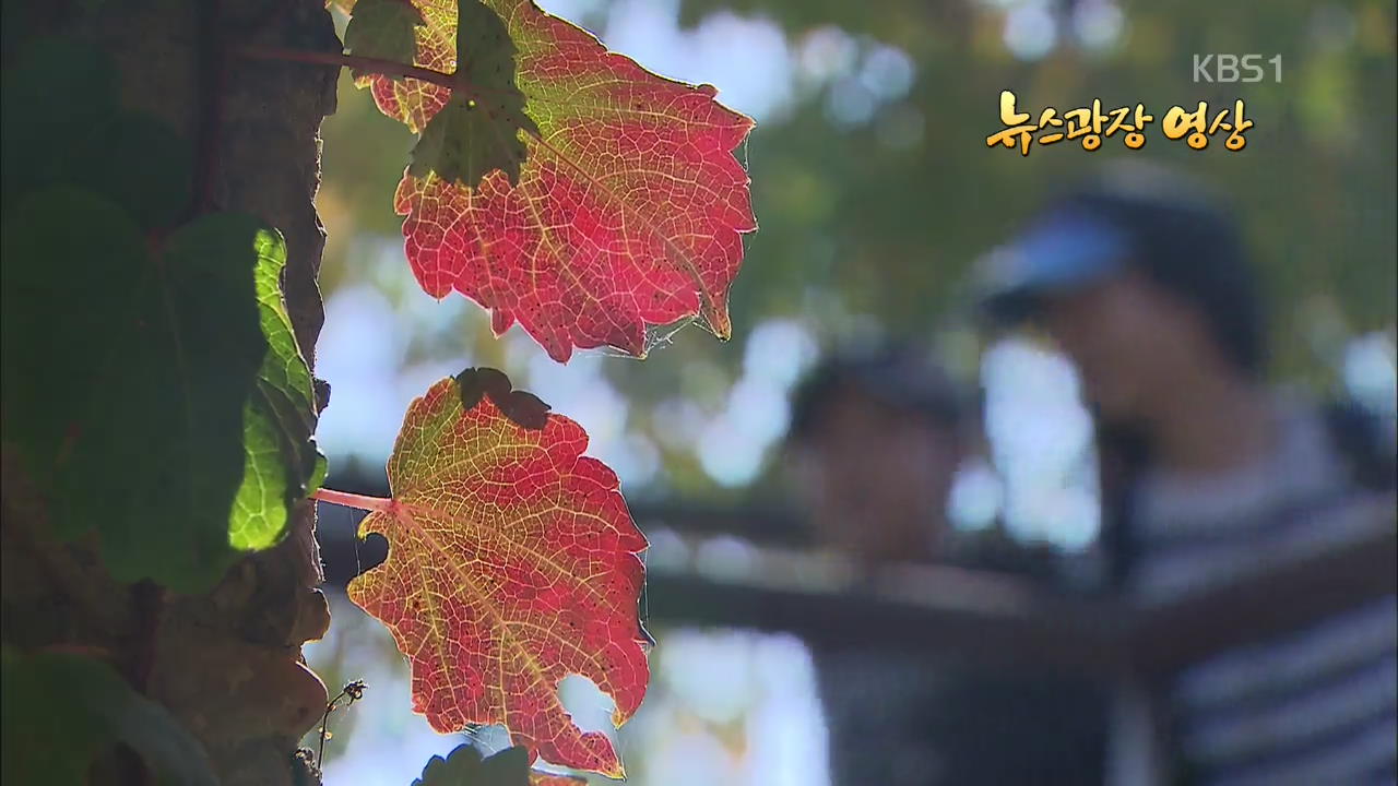 [뉴스광장 영상] 선유도의 가을