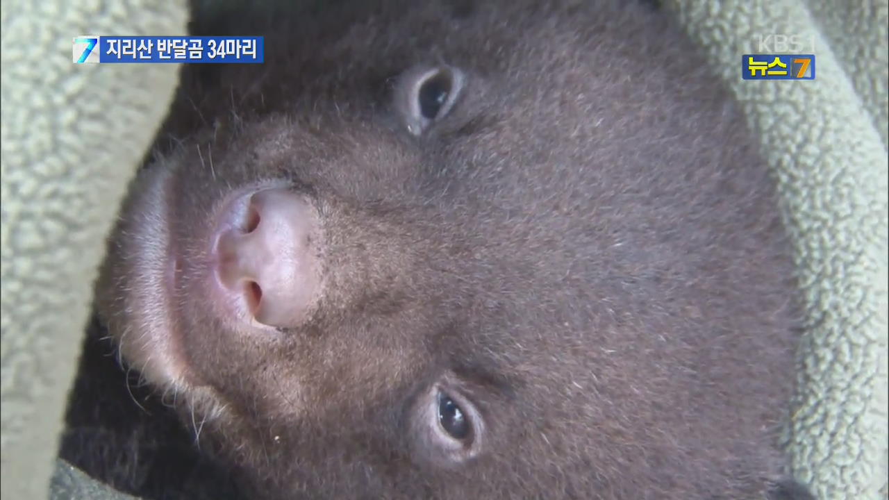 지리산 새끼곰 3마리 자연 적응 훈련 받고 방사