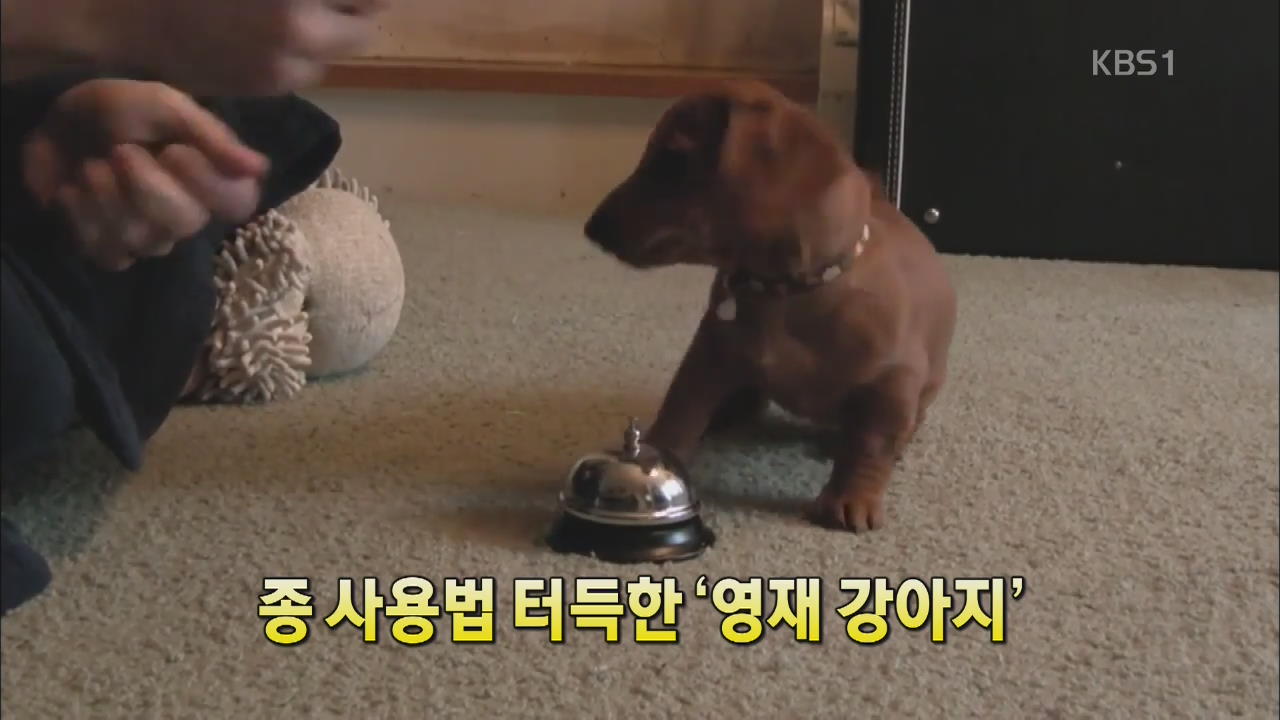 [세상의 창] 종 사용법 터득한 ‘영재 강아지’