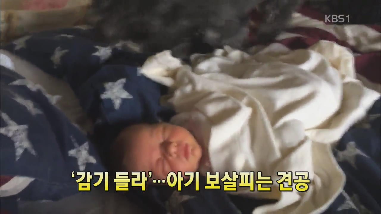 [세상의 창] ‘감기 들라’…아기 보살피는 견공