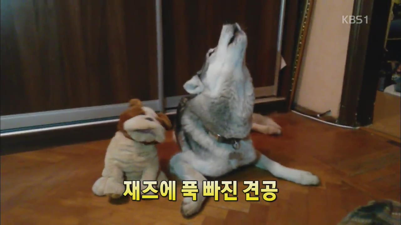 [세상의 창] 재즈에 푹 빠진 견공 