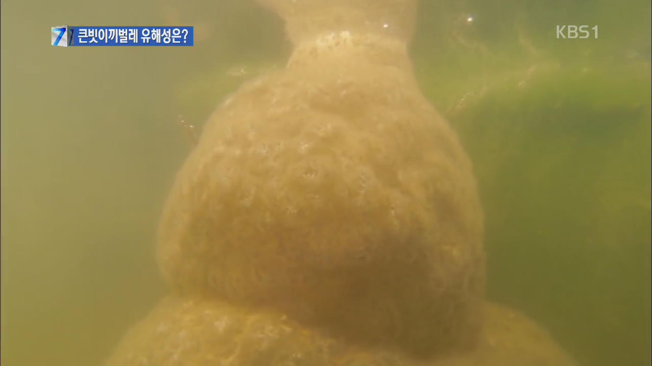 “4대강 창궐 ‘큰빗이끼벌레’ 수중 생태계에 악영향”