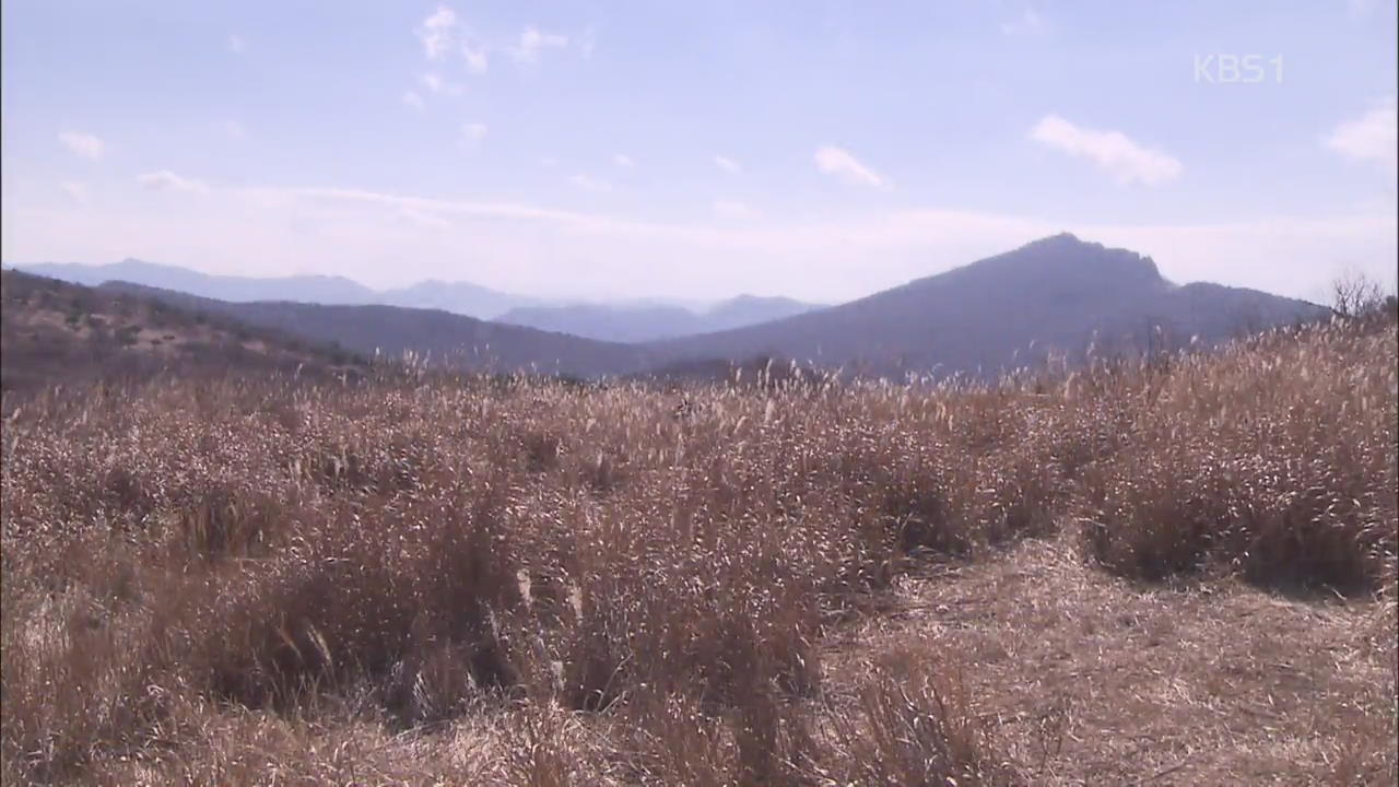국내 대표 ‘억새 군락지’ 등산객 출입에 사라진다