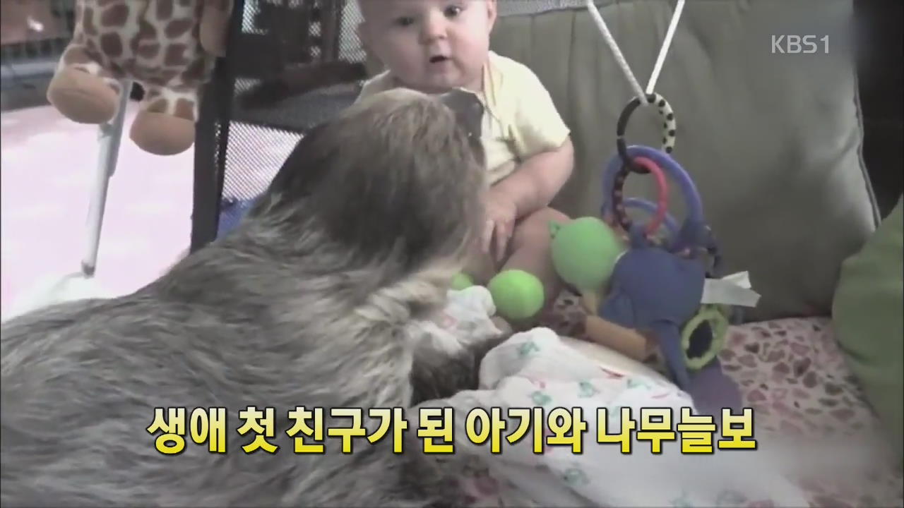 [세상의 창] 생애 첫 친구가 된 아기와 나무늘보