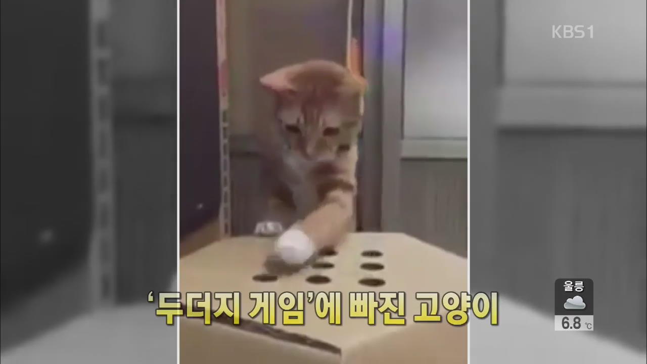 [세상의 창] ‘두더지 게임’에 빠진 고양이