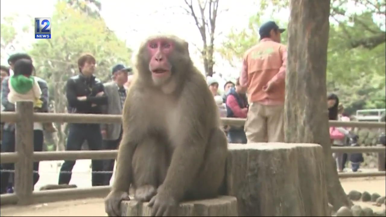 일본, 원숭이들의 형제 간 권력 다툼