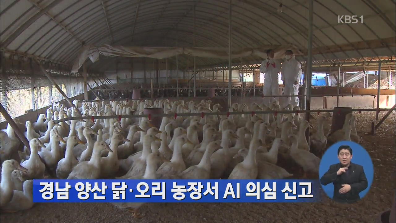 경남 양산 닭·오리농장서 AI 의심 신고
