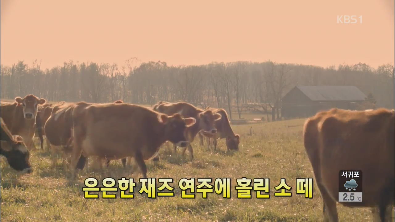 [세상의 창] 은은한 재즈 연주에 홀린 소 떼