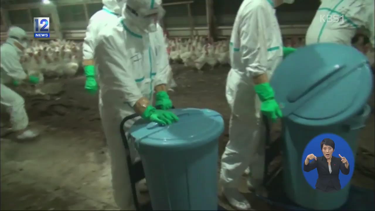 일본, 조류인플루엔자 비상…추가 확산 우려