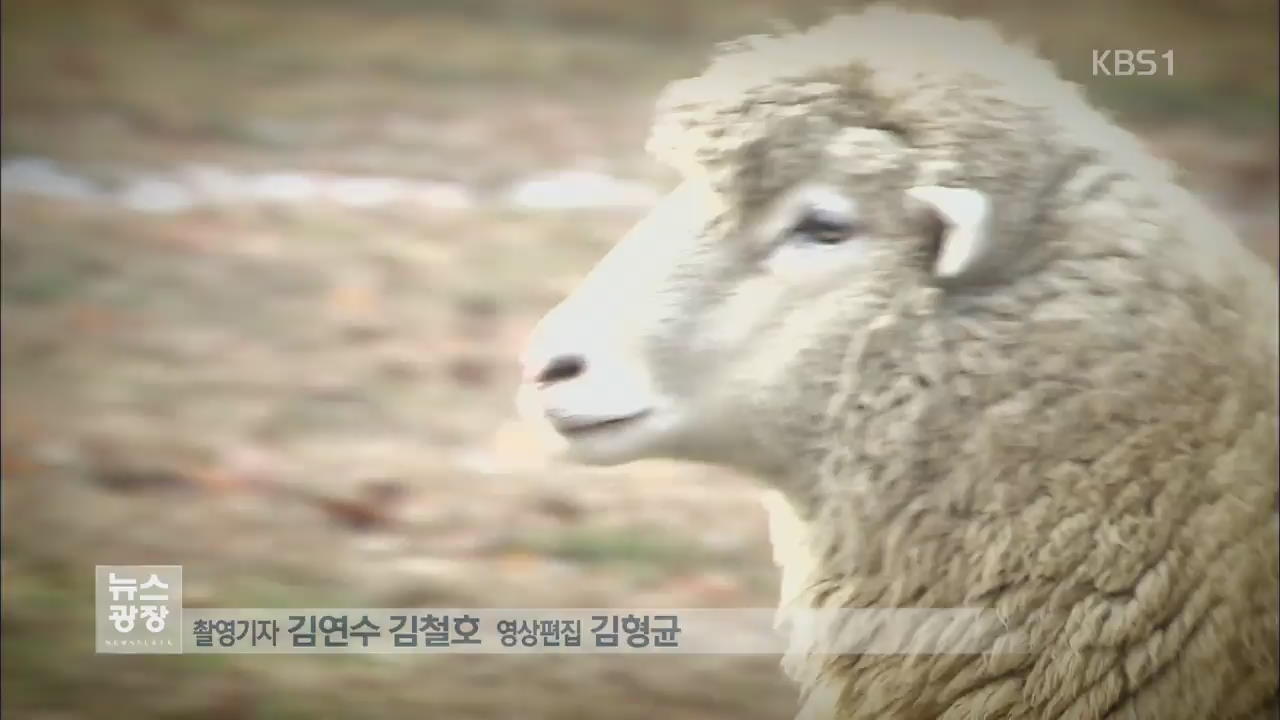 ‘푸른 양의 해’ 을미년 “행복을 기원해줍니다”