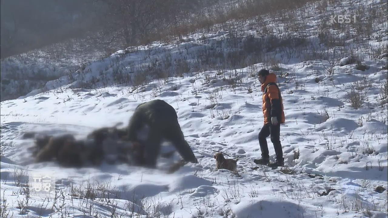사냥개가 염소 50마리 물어 죽여…불법 사냥?